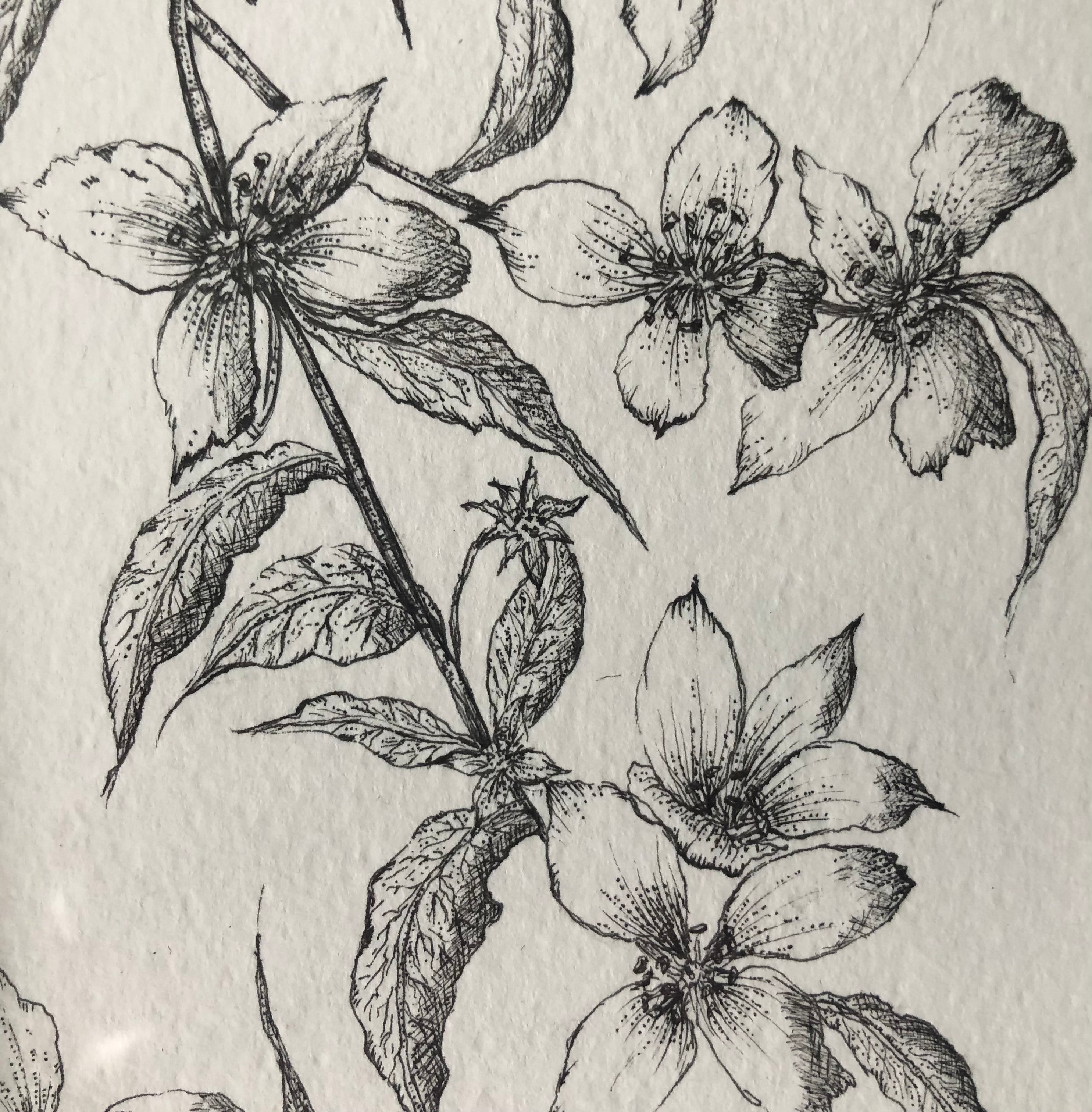 Tiny Blossom Ink Drawing - Sarah Horne Botanicals