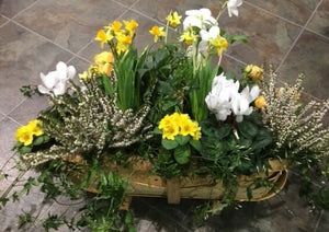 Seasonal Planter of the Day
