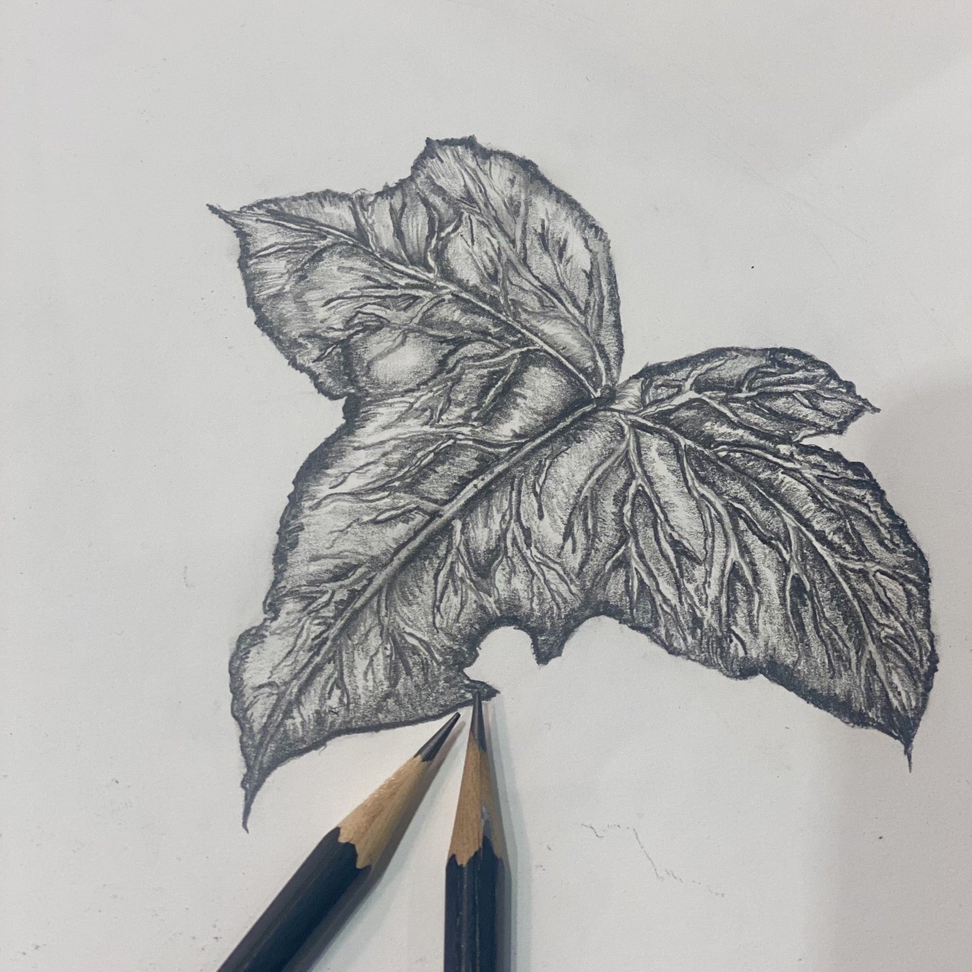 Floral Drawing Group starting  Monday 24th February,5 sessions
