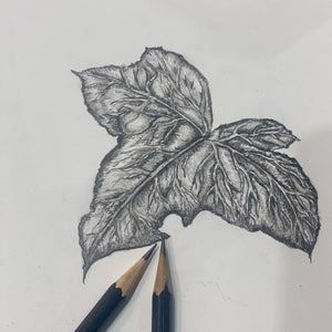 Floral Drawing Group starting  Monday 24th February,5 sessions