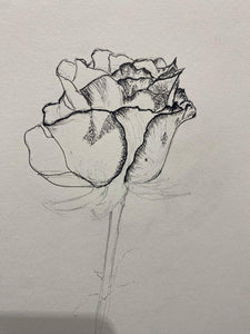 Drawing Group starting Monday 29th April - Sarah Horne Botanicals