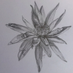 Beginners drawing course in Graphite Pencil   Starting Monday 22nd January(5 sessions)