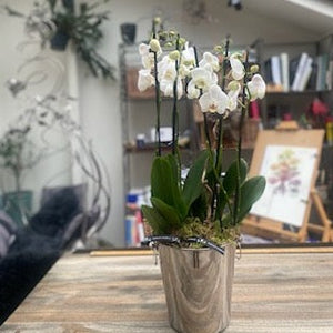 Stunning Orchid Planter - Sarah Horne Botanicals