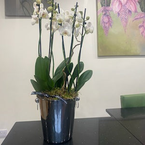 Stunning Orchid Planter - Sarah Horne Botanicals