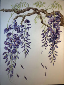Wisteria Study Watercolour - Sarah Horne Botanicals