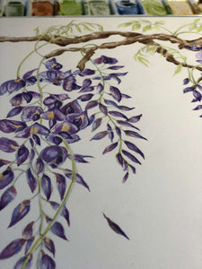 Wisteria Study Watercolour - Sarah Horne Botanicals