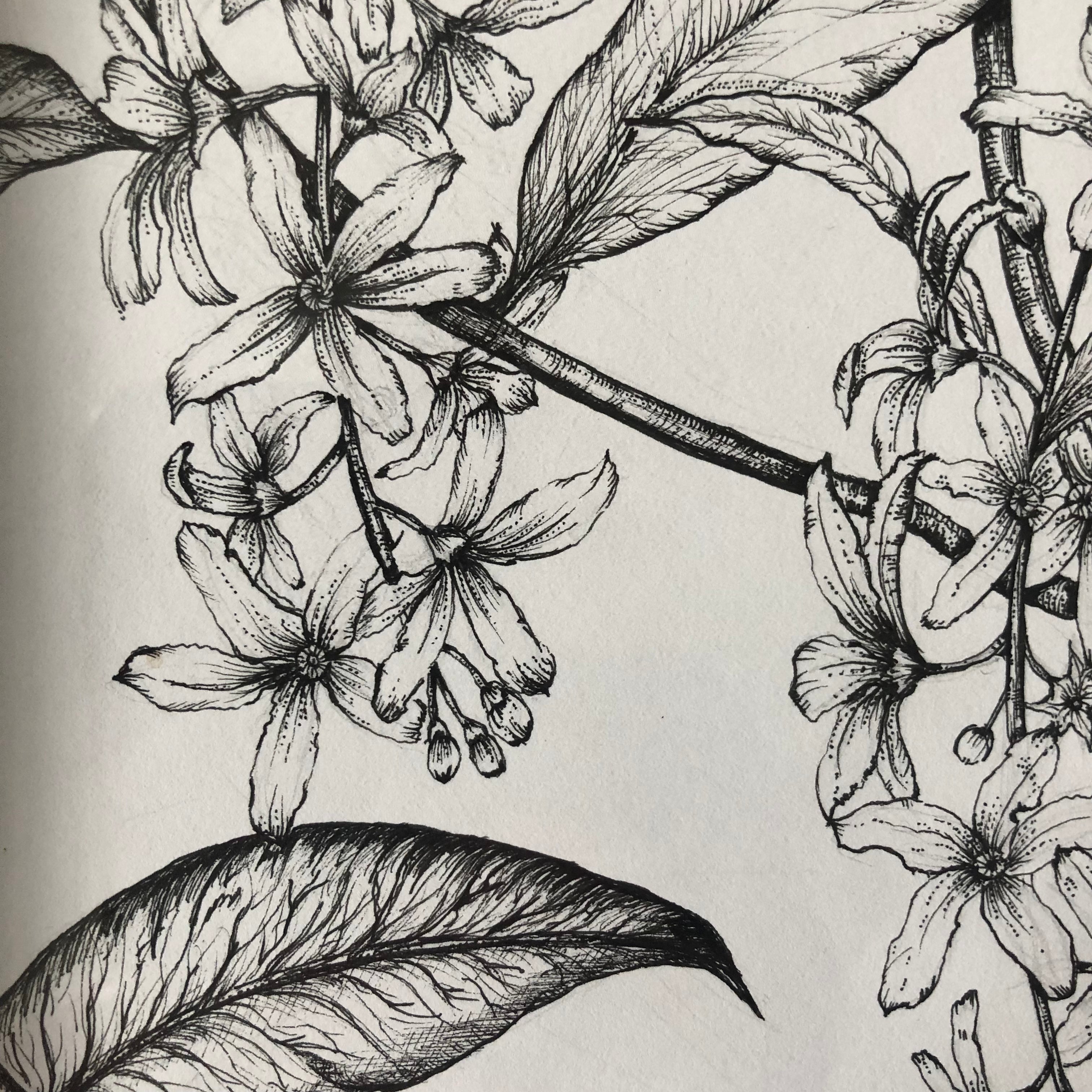 Memories of St Lucia Ink Drawing - Sarah Horne Botanicals