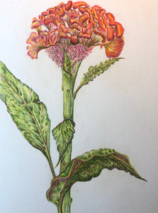 Celosia Oil Pastel Drawing - Sarah Horne Botanicals