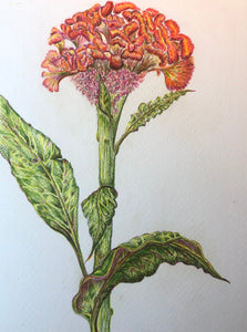 Celosia Oil Pastel Drawing
