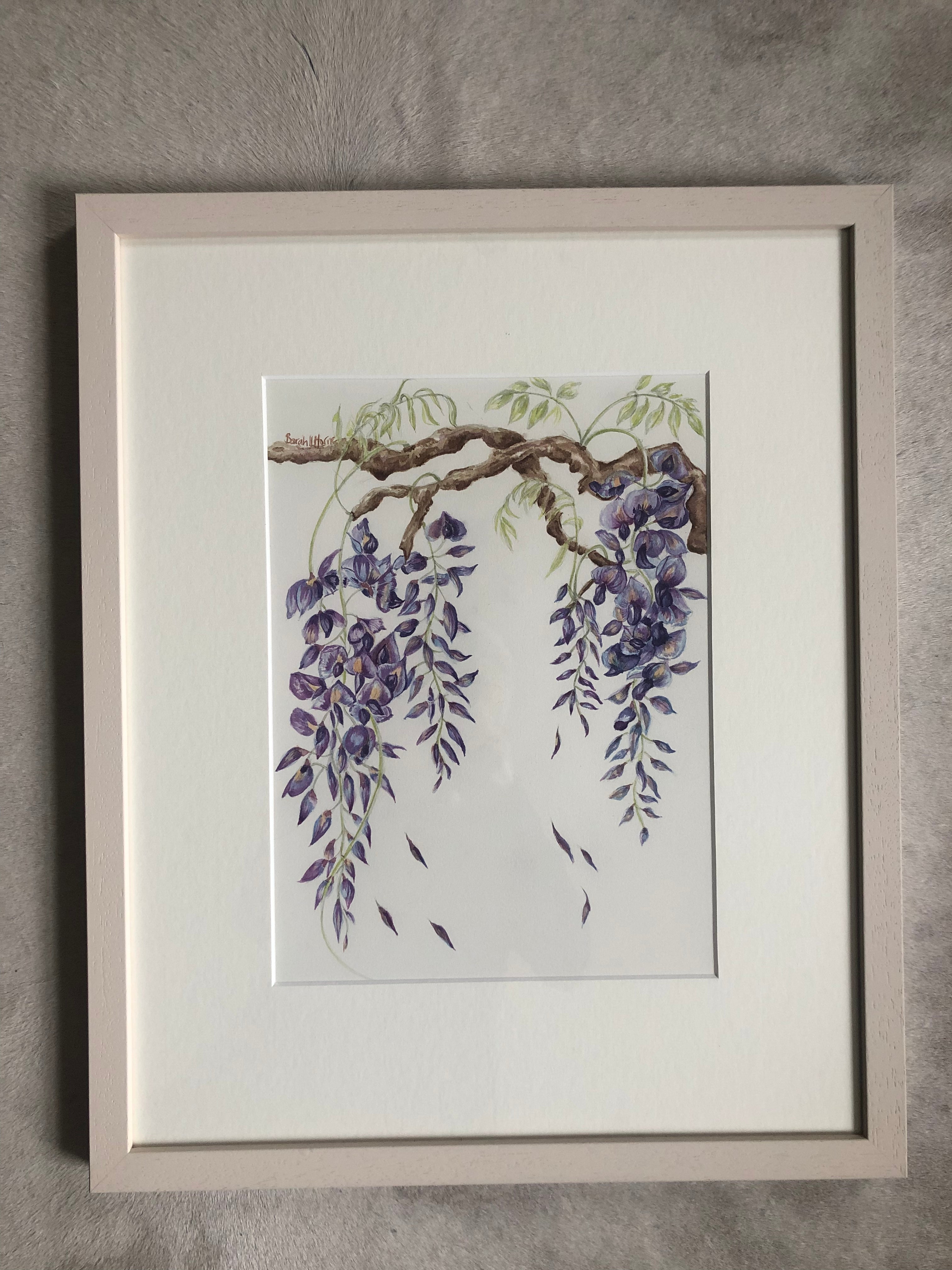 Wisteria Study Watercolour - Sarah Horne Botanicals