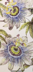 Passiflora Caerulea Watercolour SOLD - Sarah Horne Botanicals