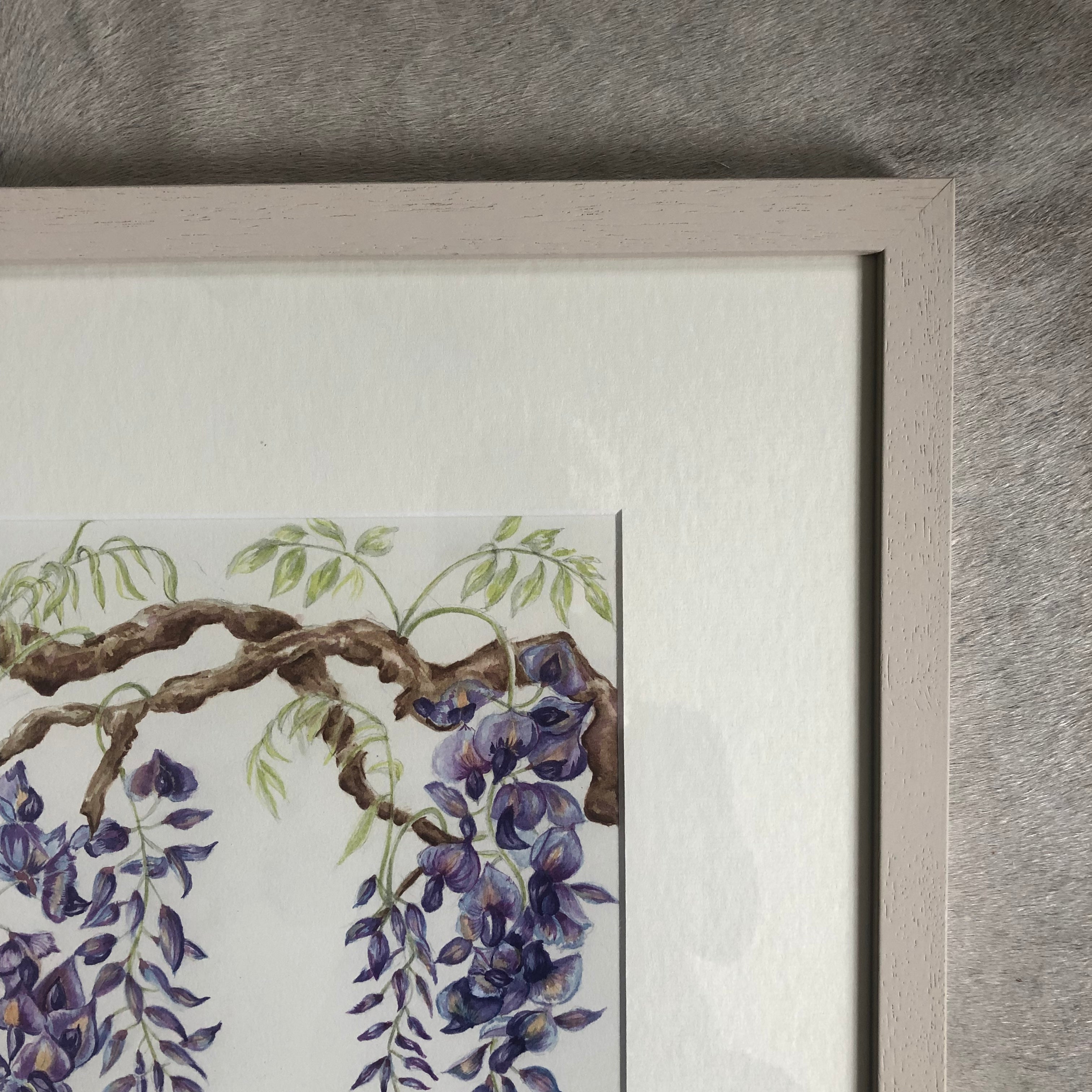 Wisteria Study Watercolour - Sarah Horne Botanicals