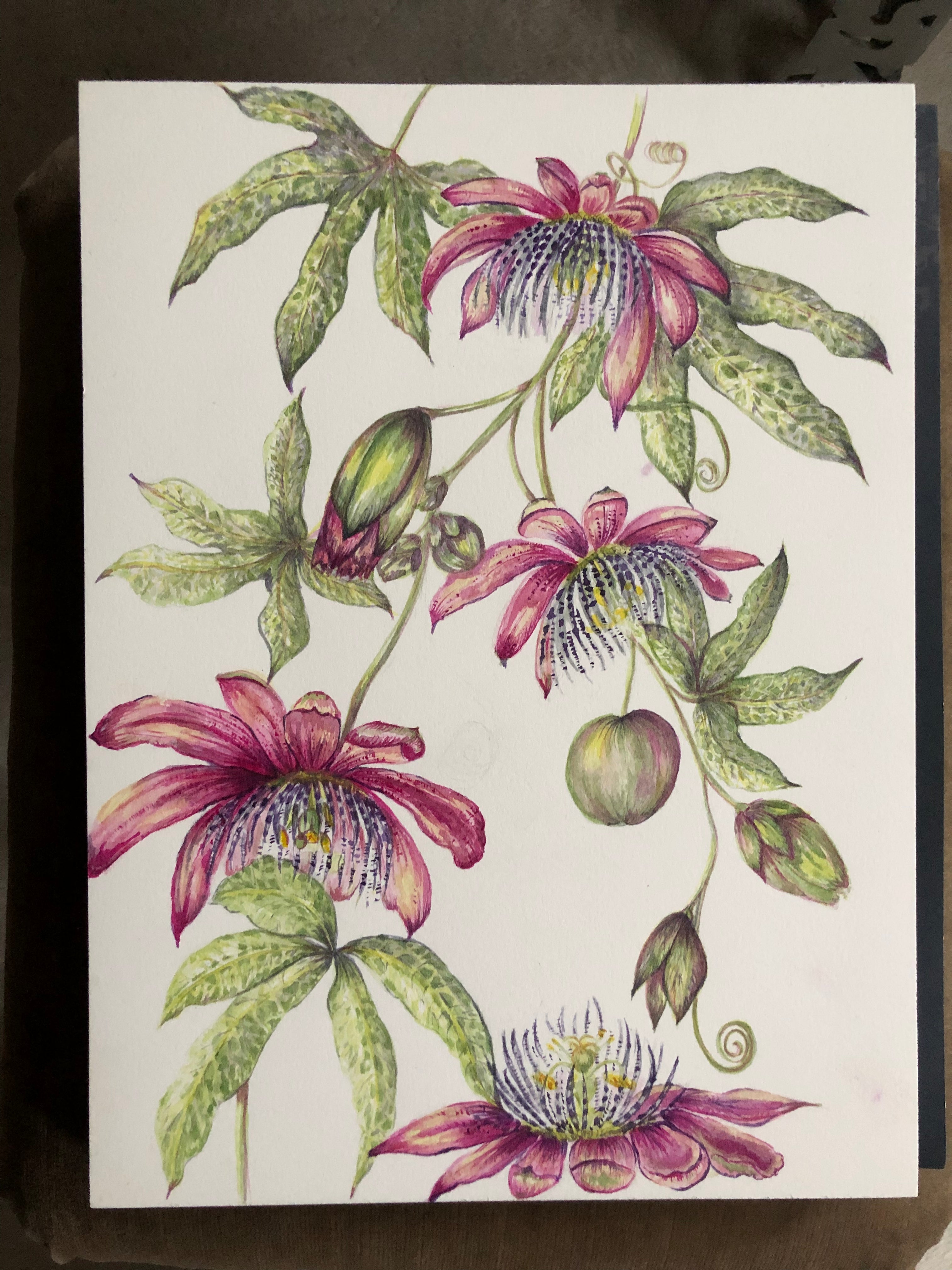 Pink Passiflora Watercolour - Sarah Horne Botanicals