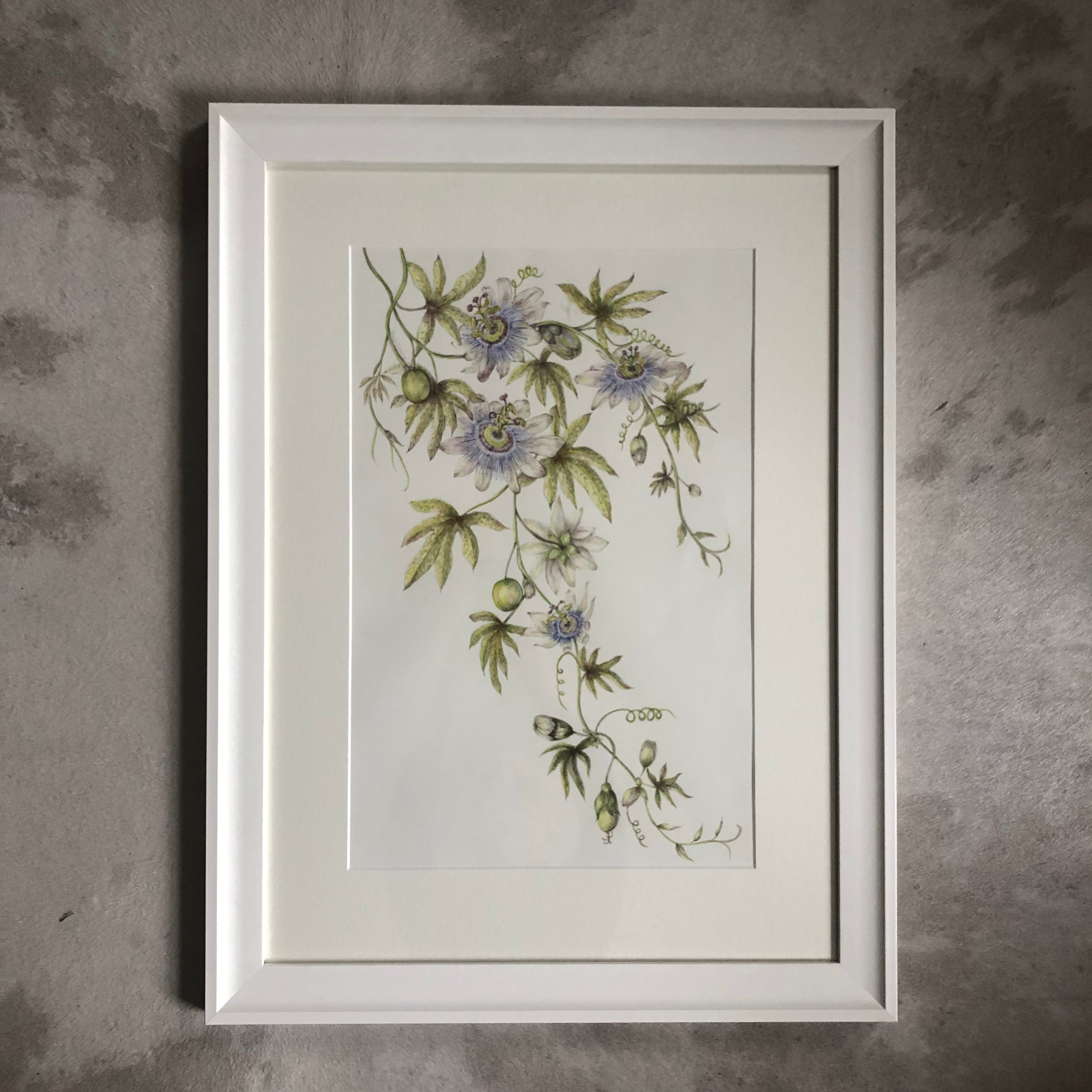 Passiflora Caerulea Watercolour SOLD - Sarah Horne Botanicals