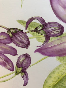 Passiflora Amethyst Lavender Lady Watercolour - Sarah Horne Botanicals