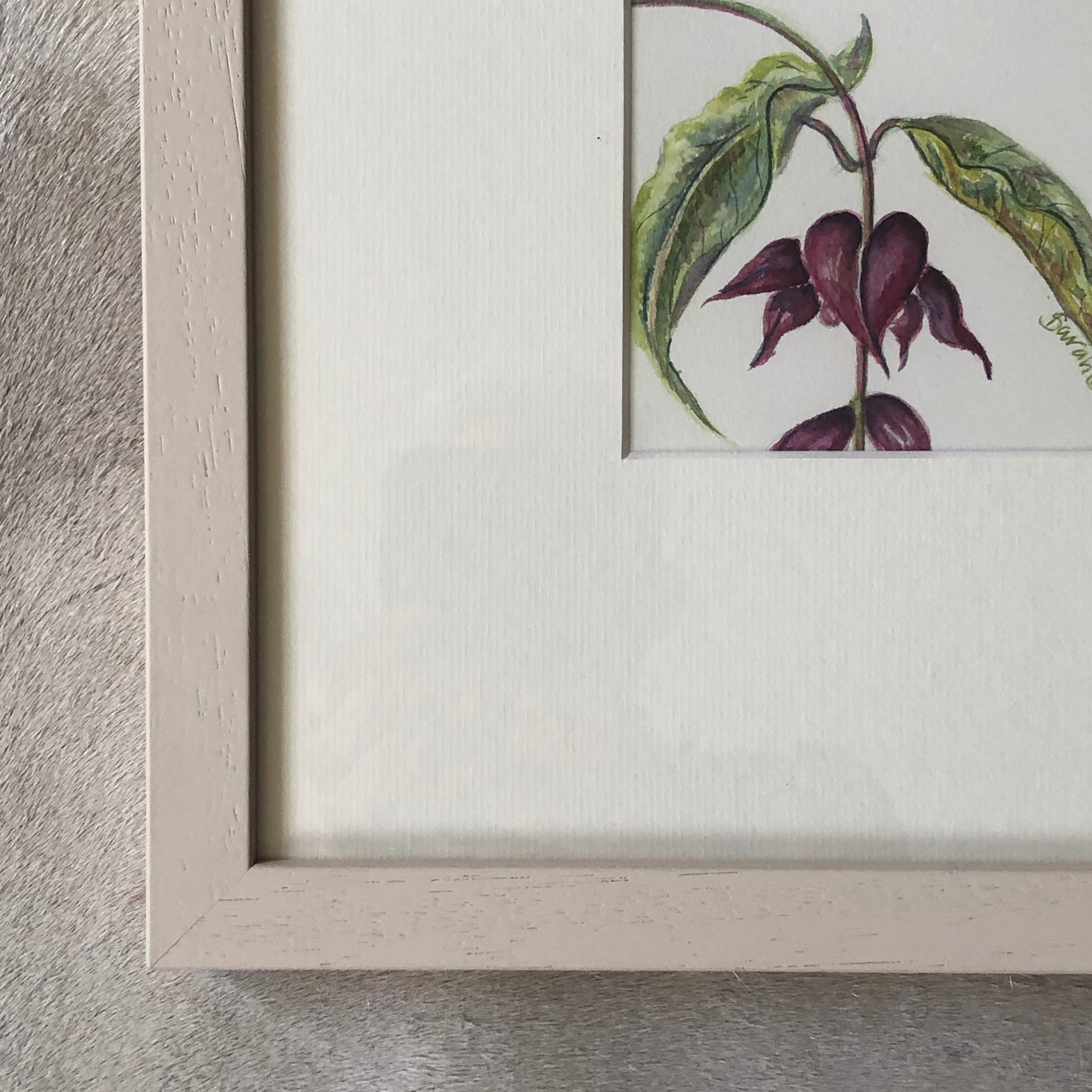 Himalayan Honeysuckle Watercolour - Sarah Horne Botanicals