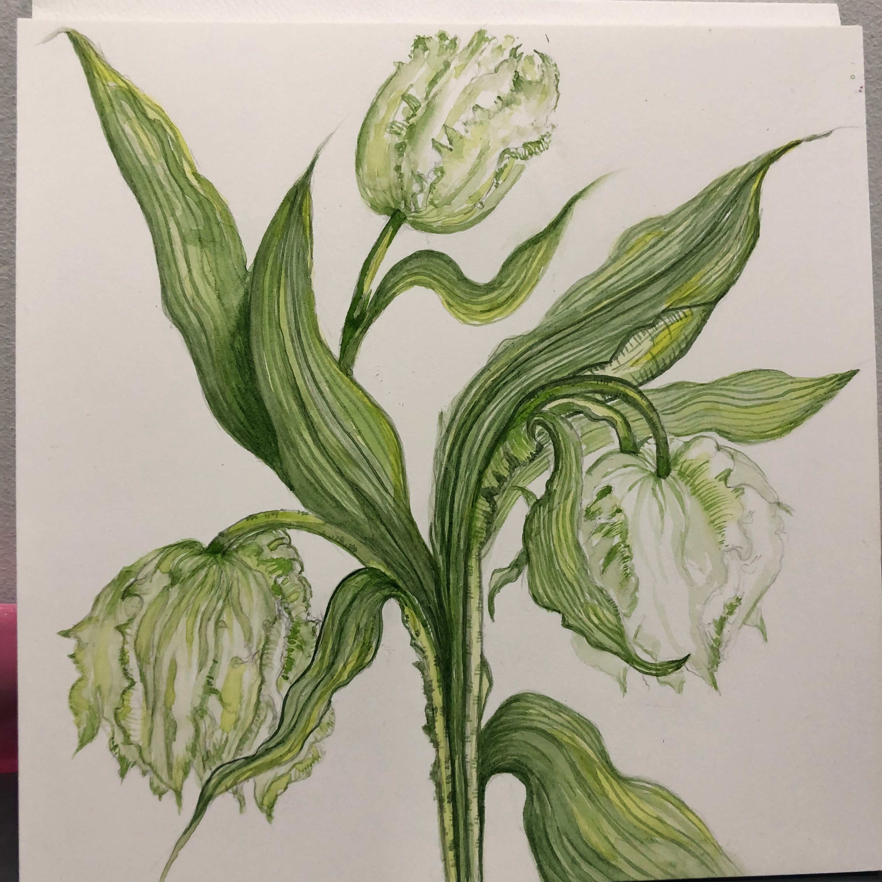 White Parrot Tulips Watercolour SOLD - Sarah Horne Botanicals