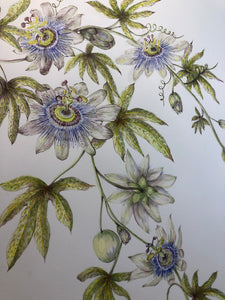 Passiflora Caerulea Watercolour SOLD - Sarah Horne Botanicals