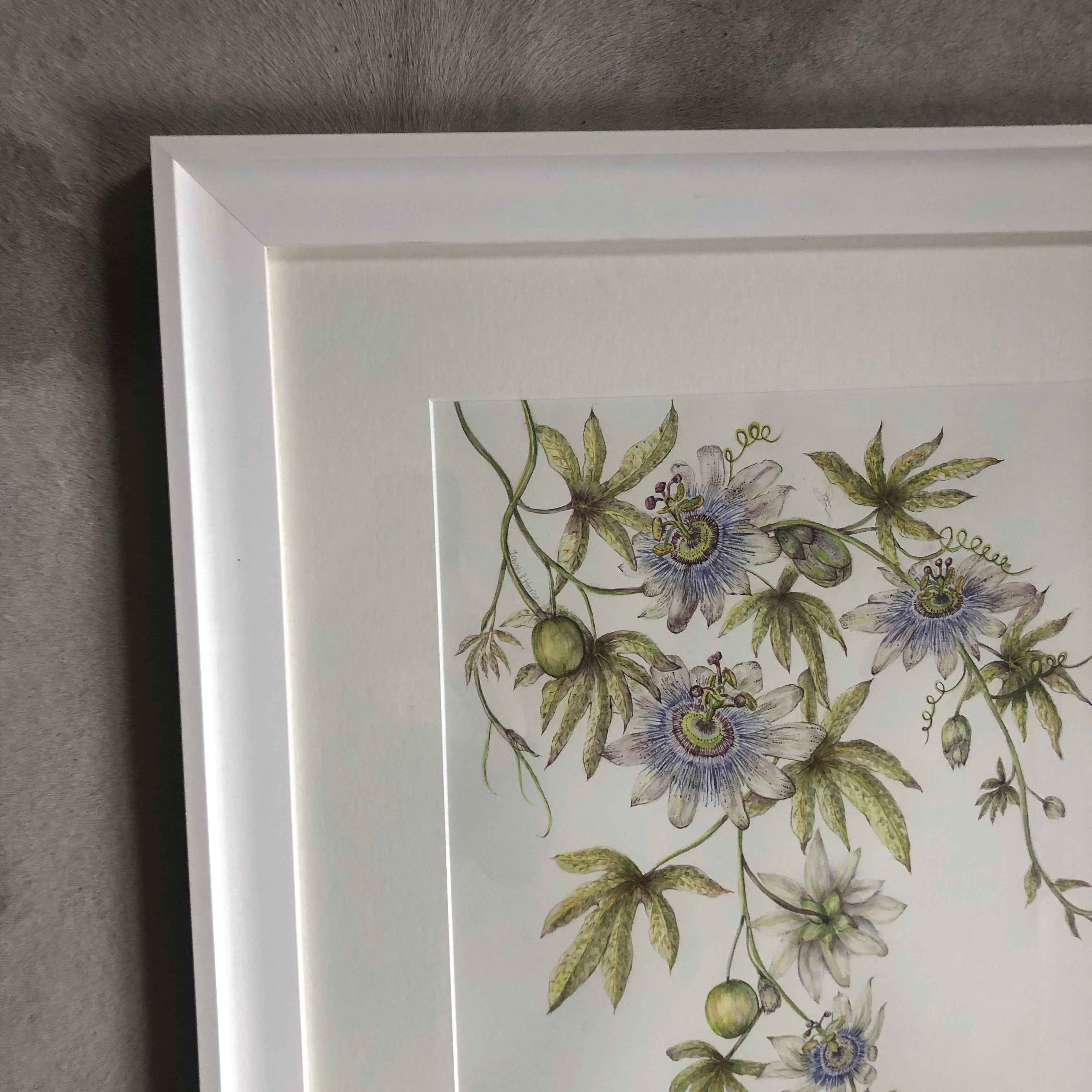 Passiflora Caerulea Watercolour SOLD - Sarah Horne Botanicals