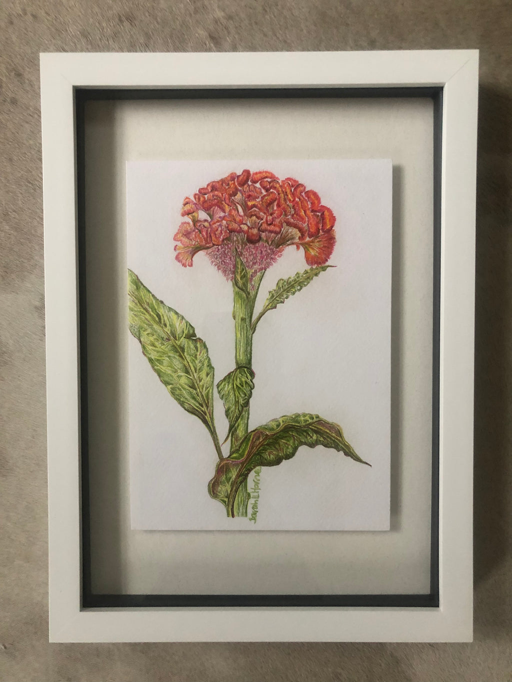 Celosia Oil Pastel Drawing - Sarah Horne Botanicals