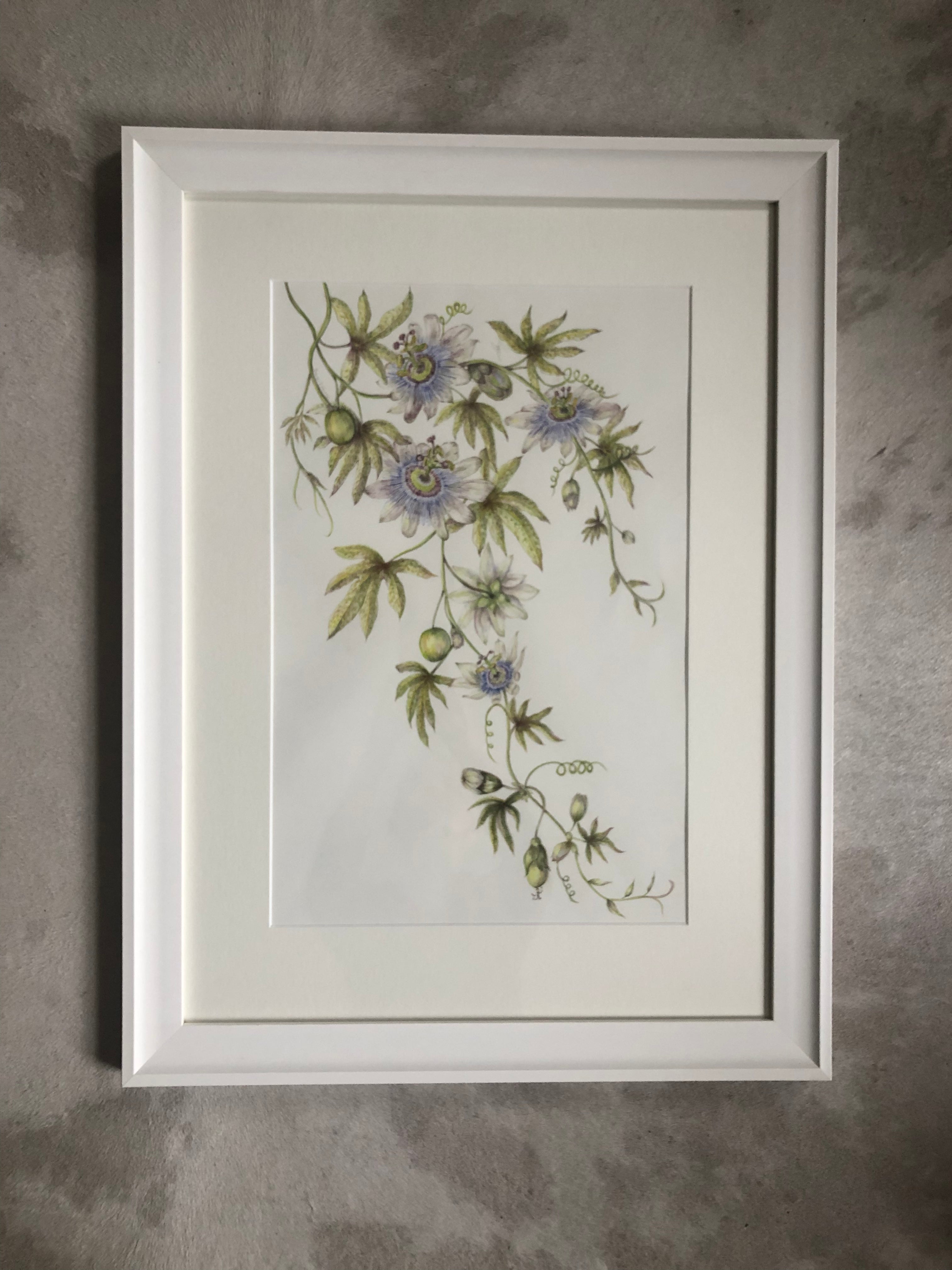 Passiflora Caerulea Watercolour SOLD - Sarah Horne Botanicals