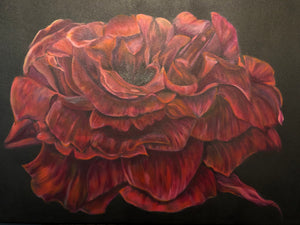 Velvet Red Rose on Canvas