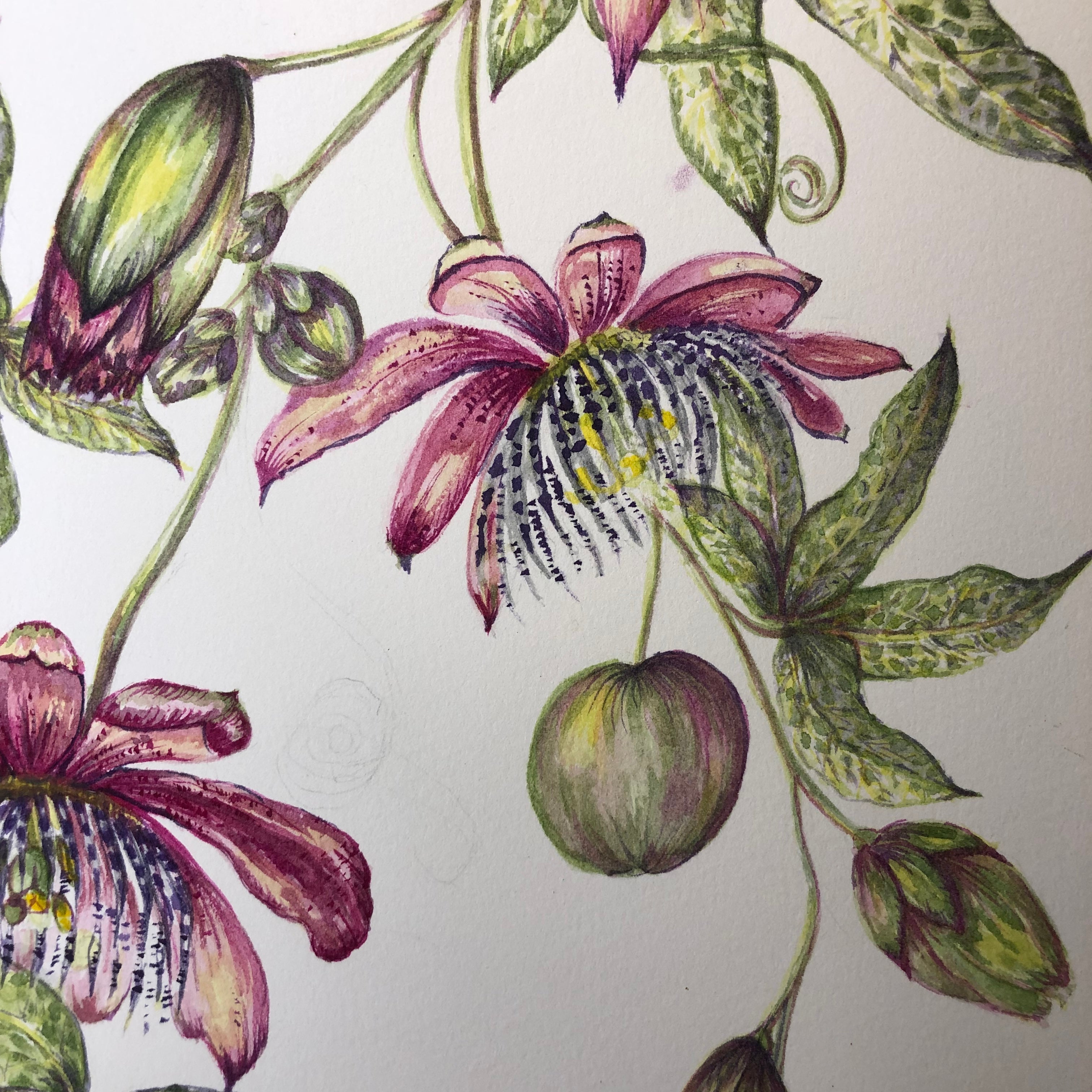 Pink Passiflora Watercolour - Sarah Horne Botanicals