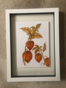 Physalis , Chinese Lanterns Watercolour - Sarah Horne Botanicals