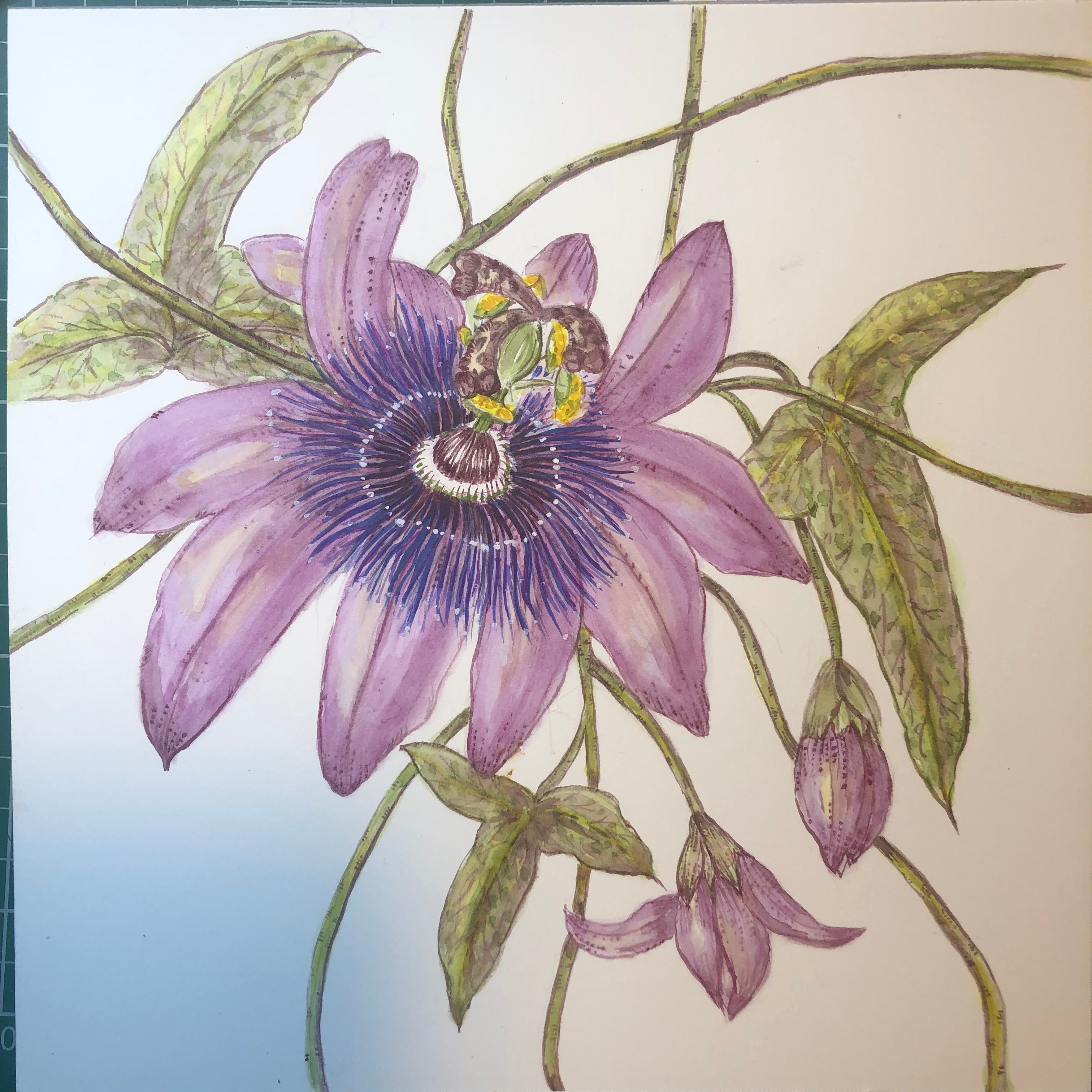 Passiflora Lavender Lady watercolour study SOLD