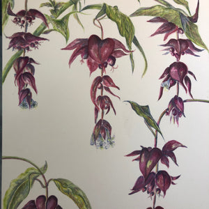 Himalayan Honeysuckle Watercolour - Sarah Horne Botanicals