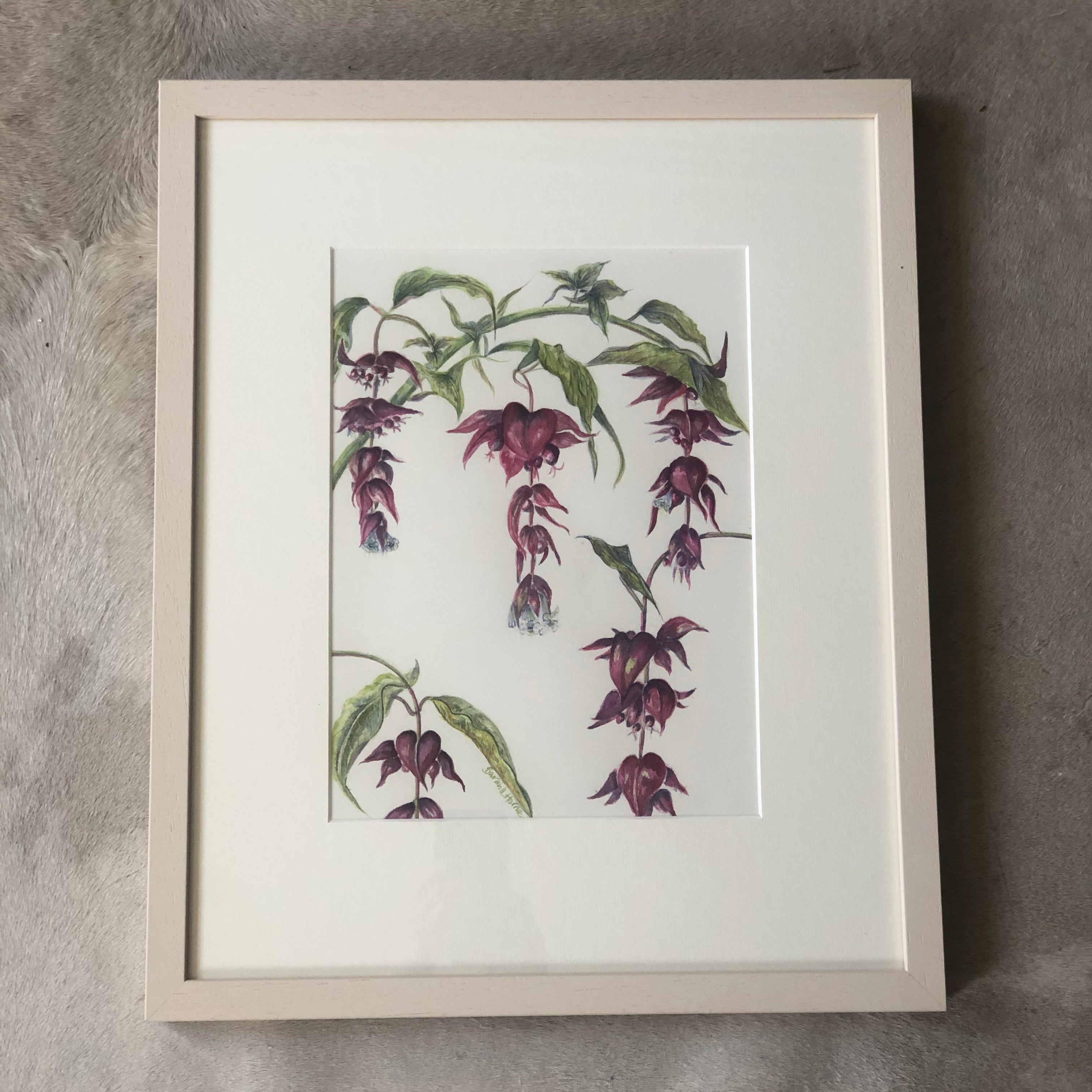 Himalayan Honeysuckle Watercolour - Sarah Horne Botanicals