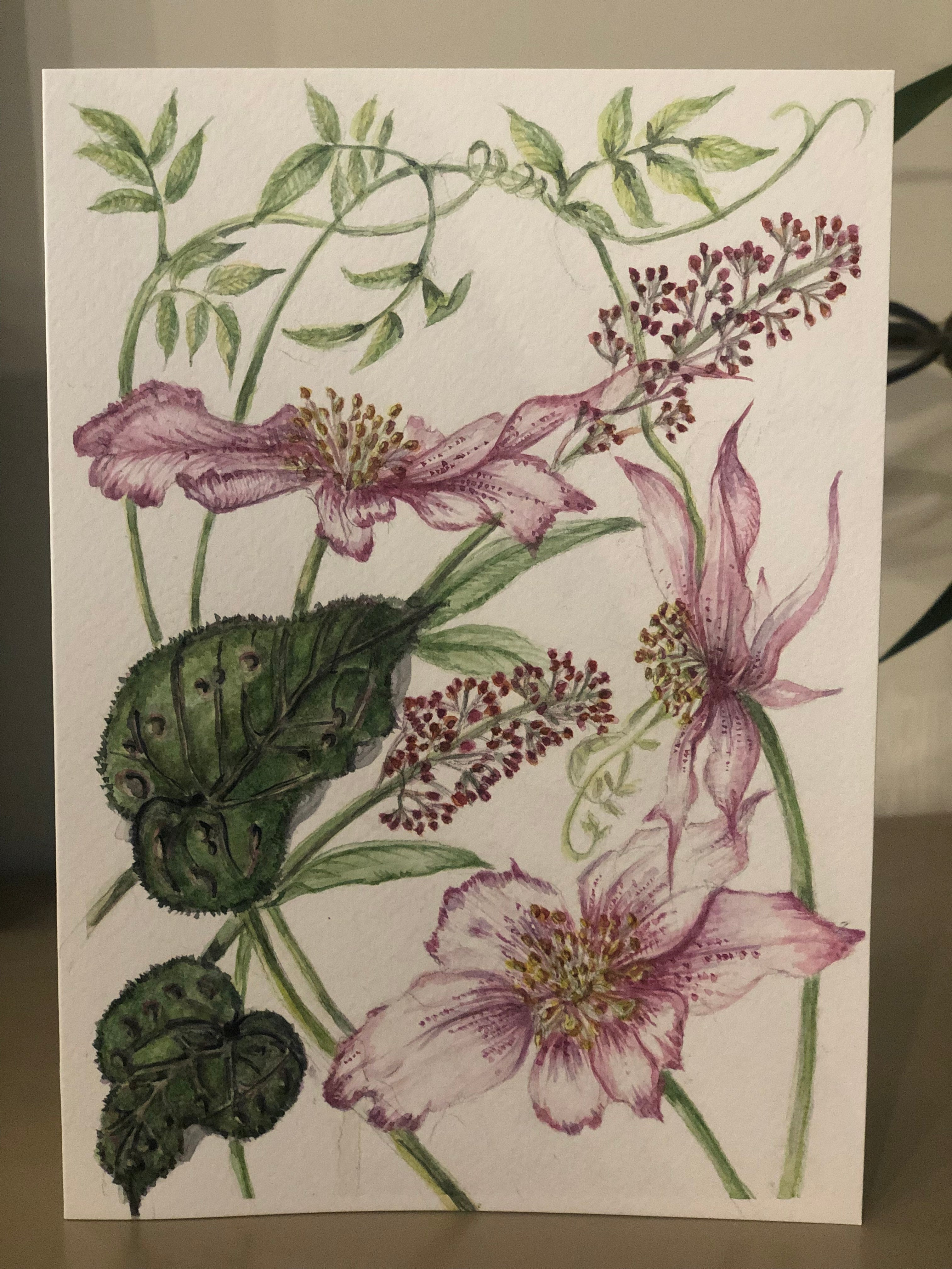 Pink Helleborus Watercolour SOLD