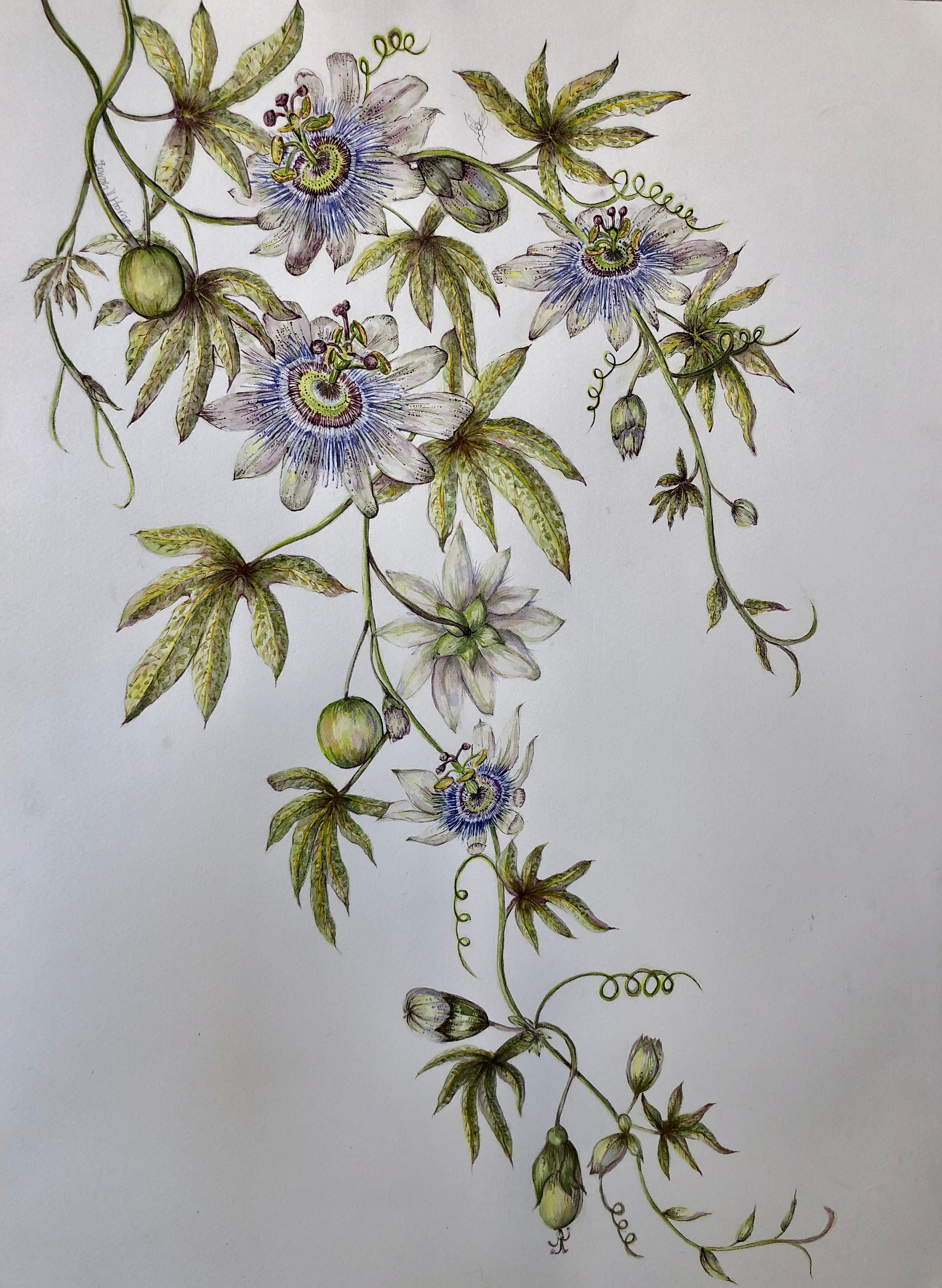 Passiflora Caerulea Watercolour SOLD - Sarah Horne Botanicals