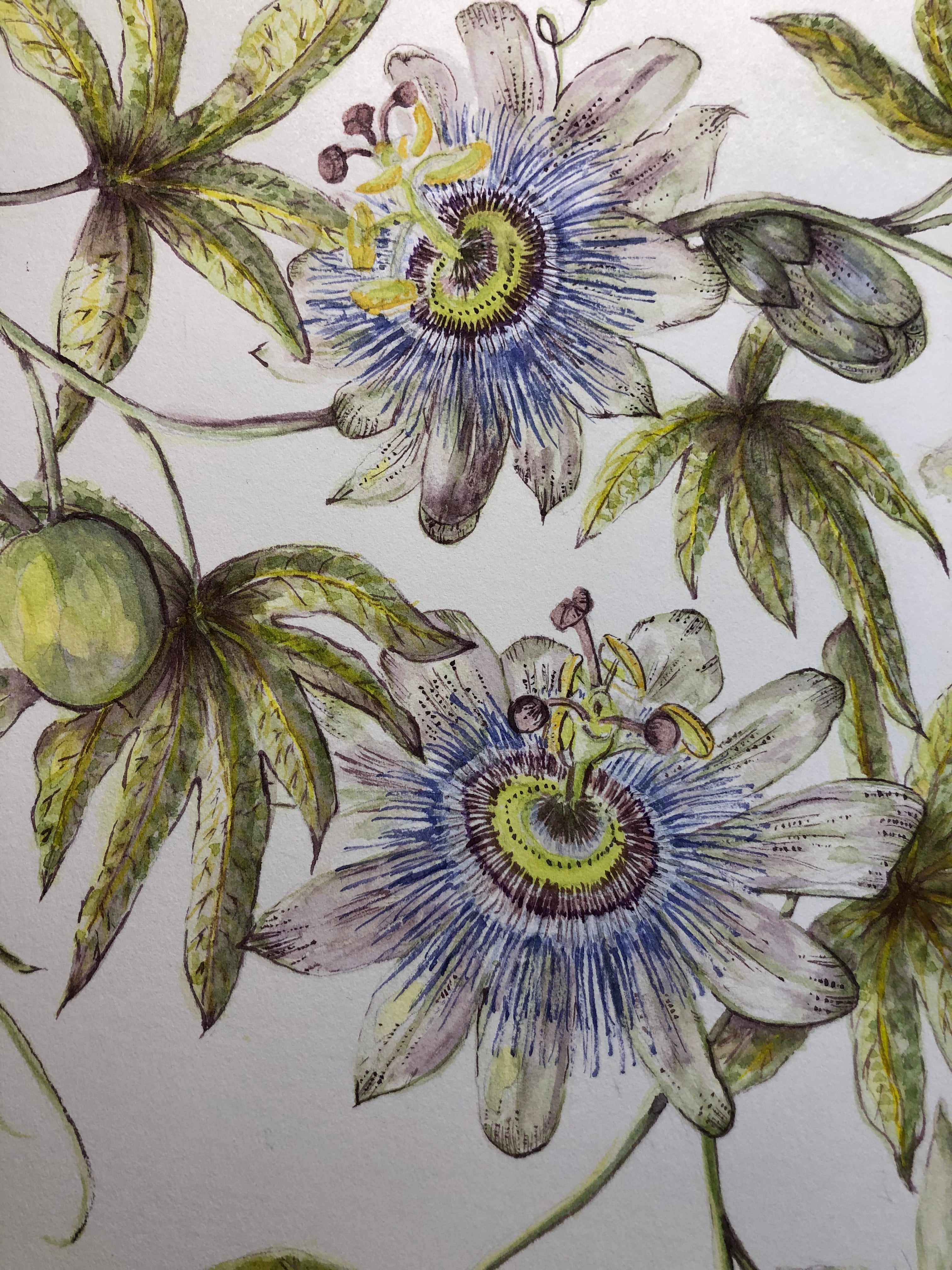 Passiflora Caerulea Watercolour SOLD - Sarah Horne Botanicals