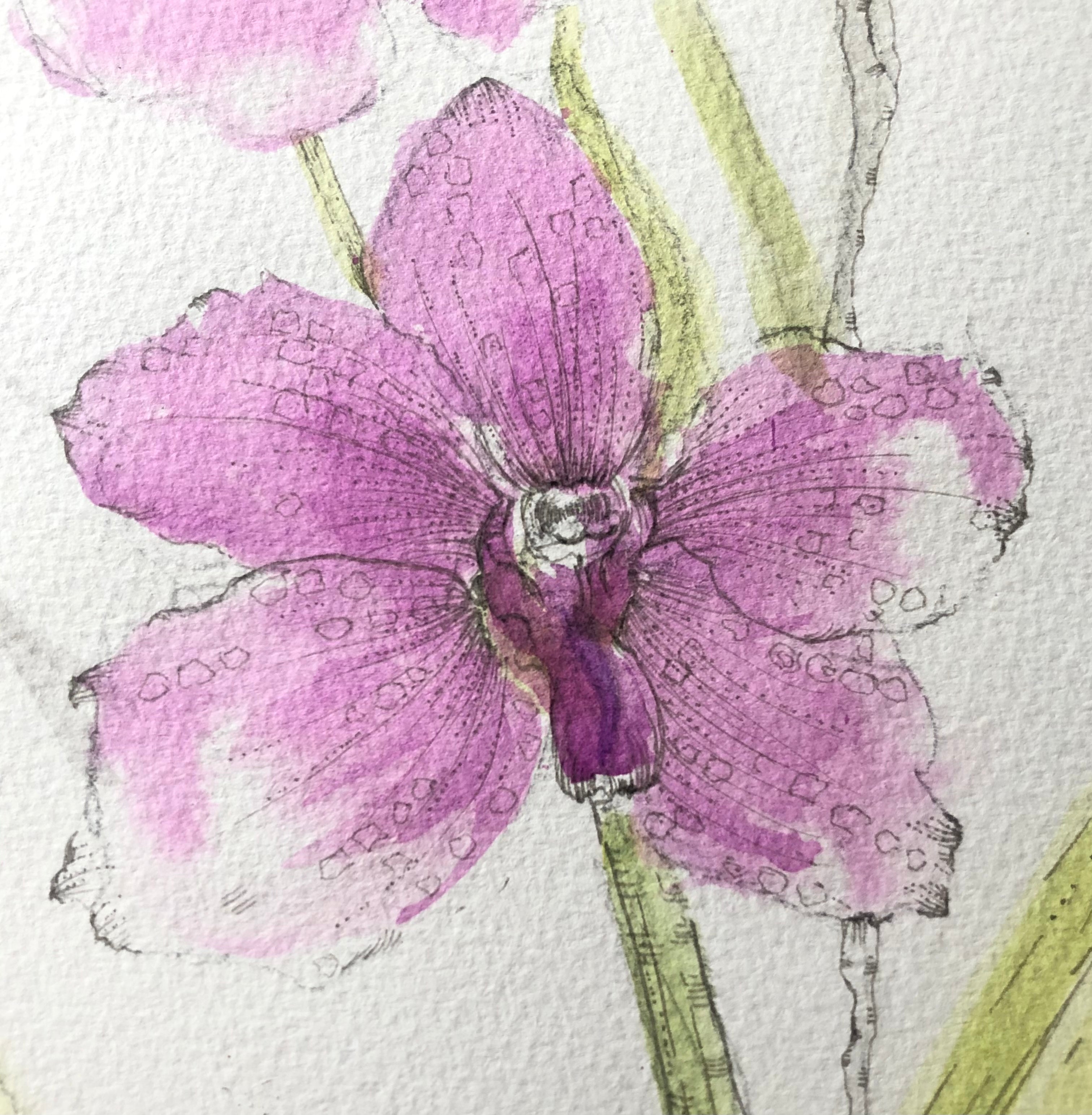 Vanda Orchids Ink Painting - Sarah Horne Botanicals