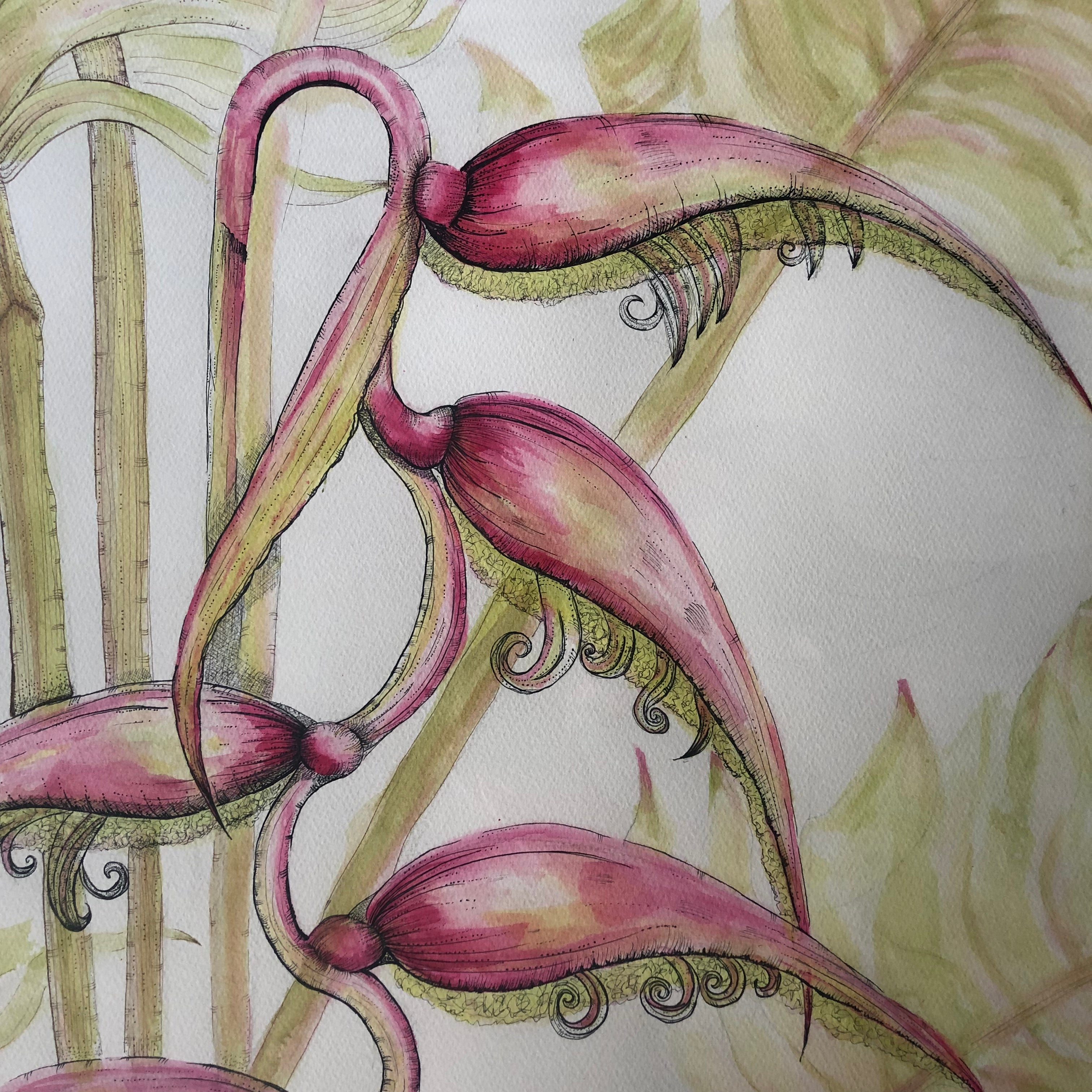 Sexy Pink Hanging Heliconia Ink Painting