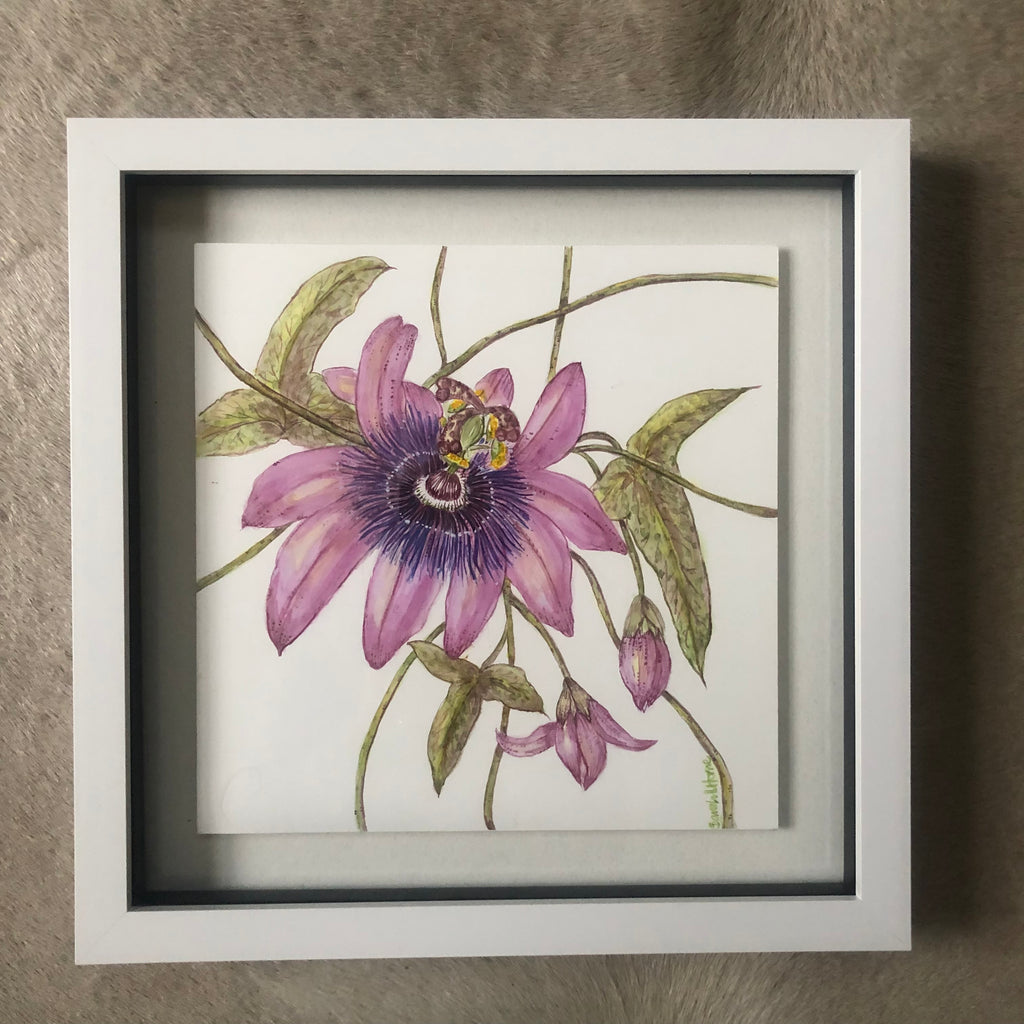 Passiflora Lavender Lady watercolour study SOLD - Sarah Horne Botanicals