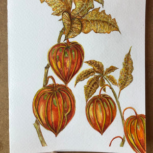 Physalis , Chinese Lanterns Watercolour - Sarah Horne Botanicals