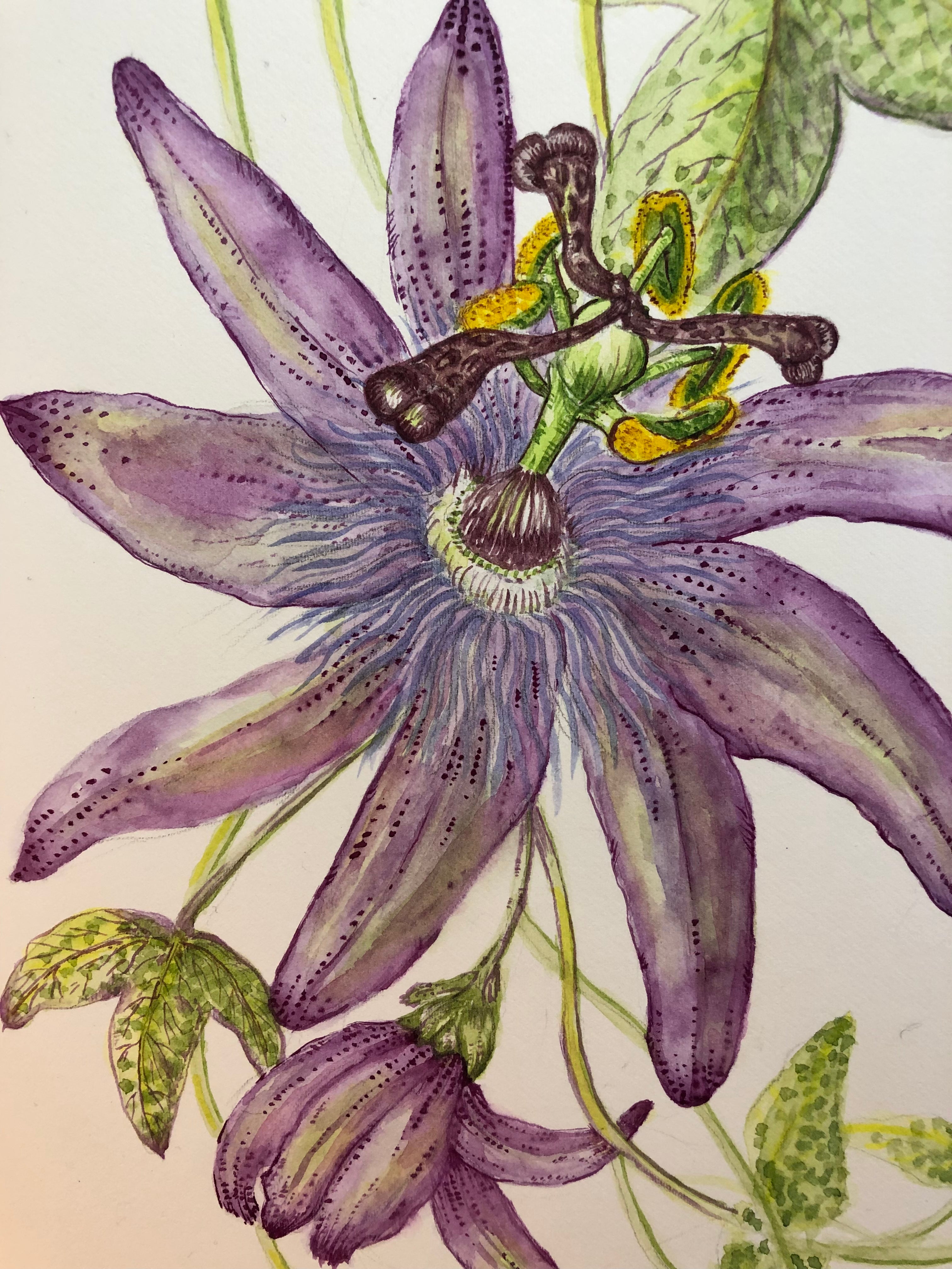 Passiflora Amethyst Lavender Lady Watercolour - Sarah Horne Botanicals