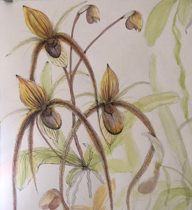 Paphiopedilum Orchid Ink Painting SOLD - Sarah Horne Botanicals