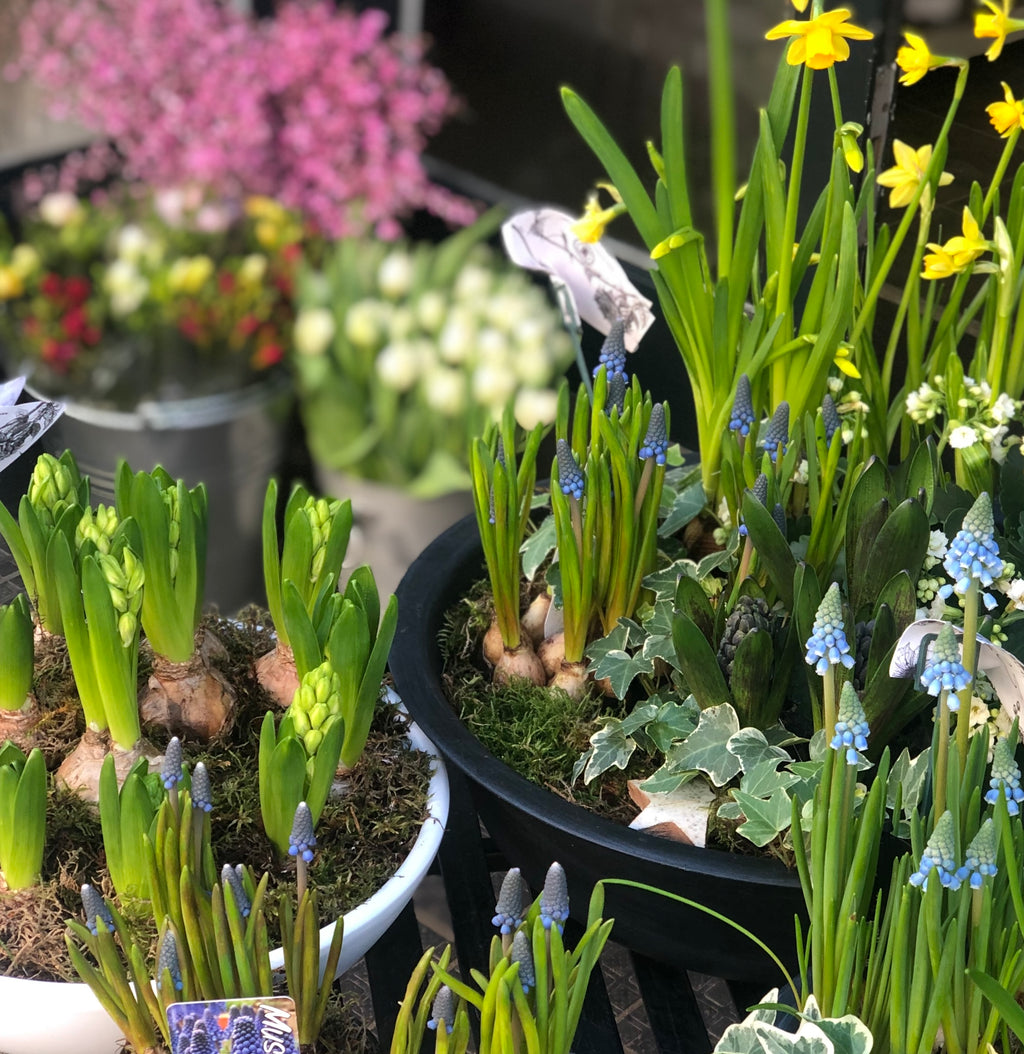 Seasonal Planter of the Day - Sarah Horne Botanicals