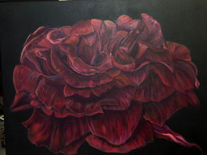 Velvet Red Rose on Canvas