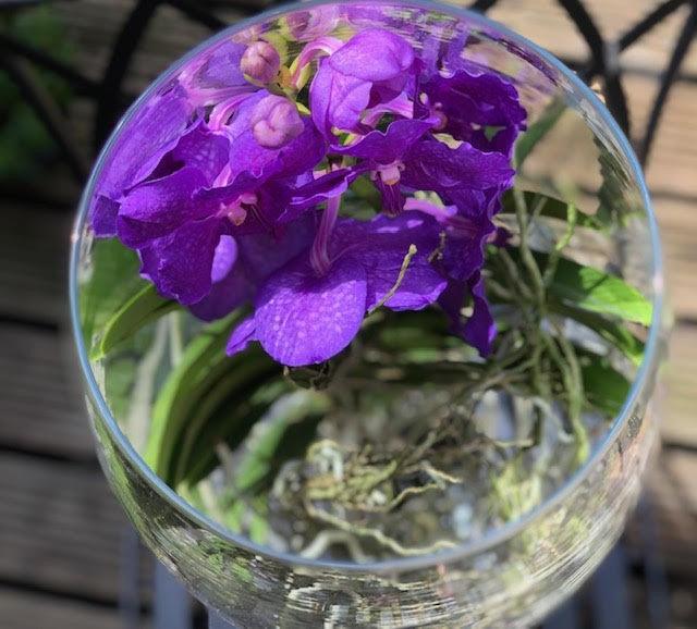 Vanda orchid in tall vase.