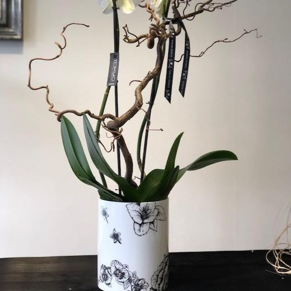 Large Phalaenopsis orchid in a fine bone china vase 