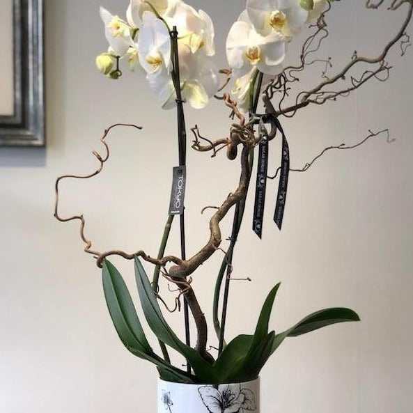 Large Phalaenopsis orchid in a fine bone china vase 