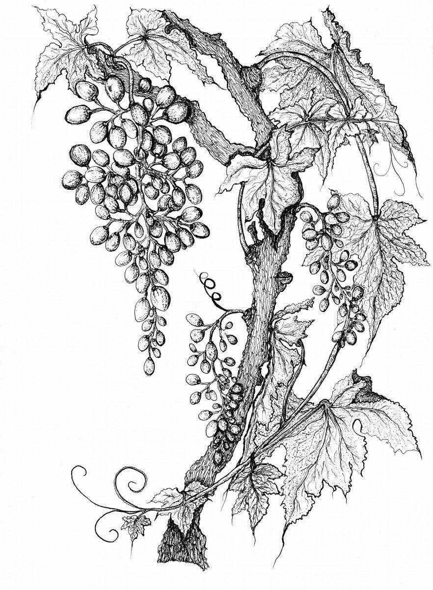 Grapevine Print in Black and White - Sarah Horne Botanicals