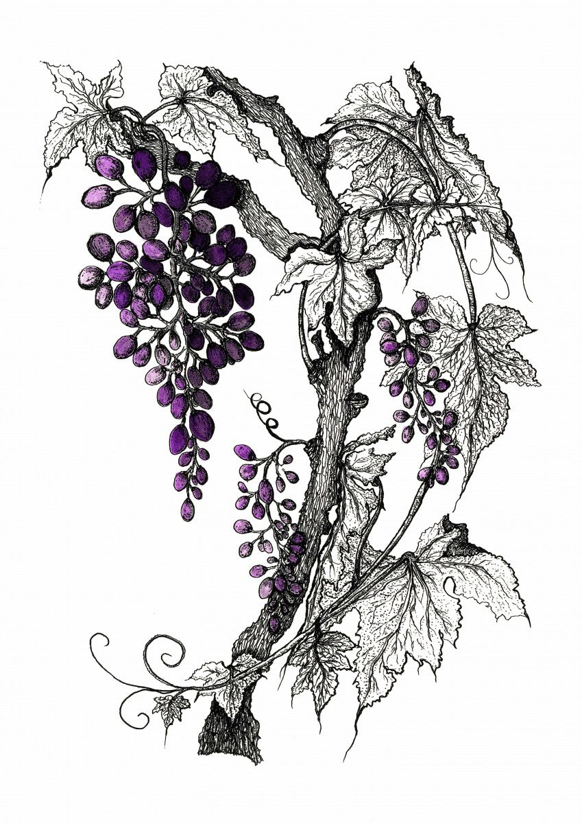 Grapevine in Purple Print