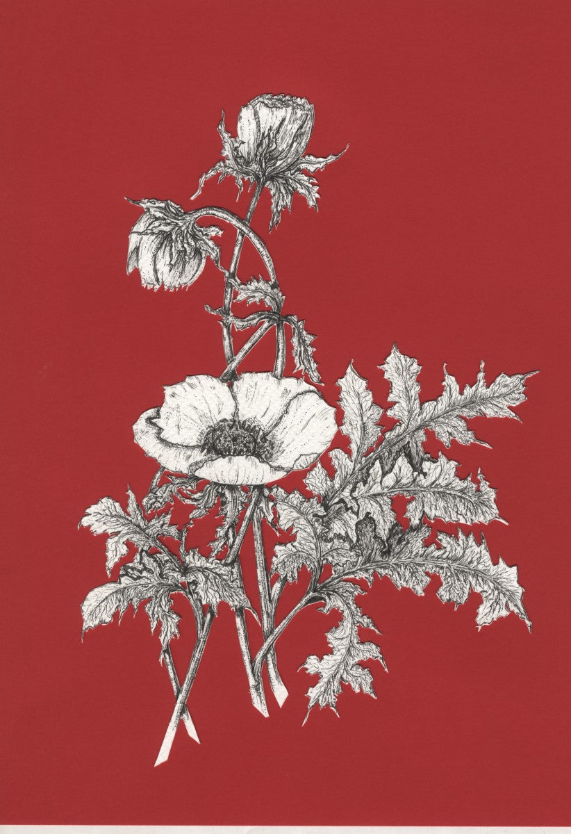 Poppy with Red Background - Sarah Horne Botanicals