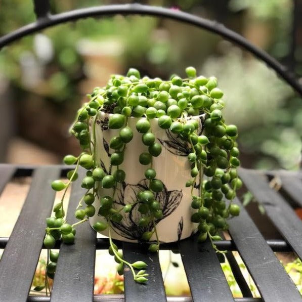 a senecio plant in fine bone china container