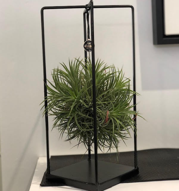 Tillandsia Ball